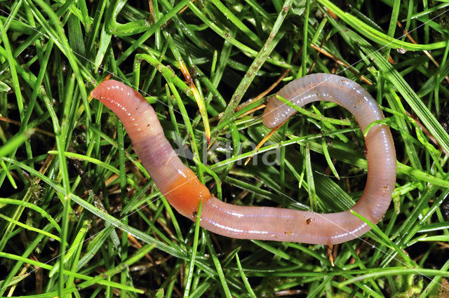 Earthworm (Lumbricus terrestris)