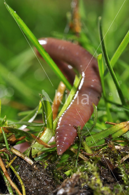 Earthworm (Lumbricus terrestris)