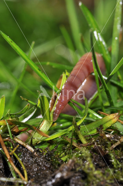 Earthworm (Lumbricus terrestris)