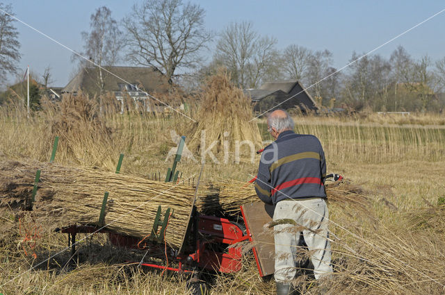 Riet (Phragmites australis)