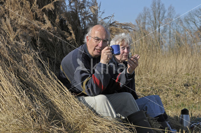 Riet (Phragmites australis)