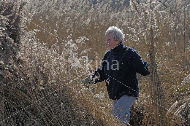 Riet (Phragmites australis)