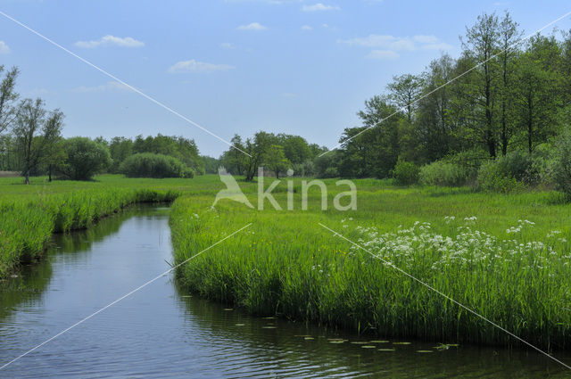 Common Reed (Phragmites australis)