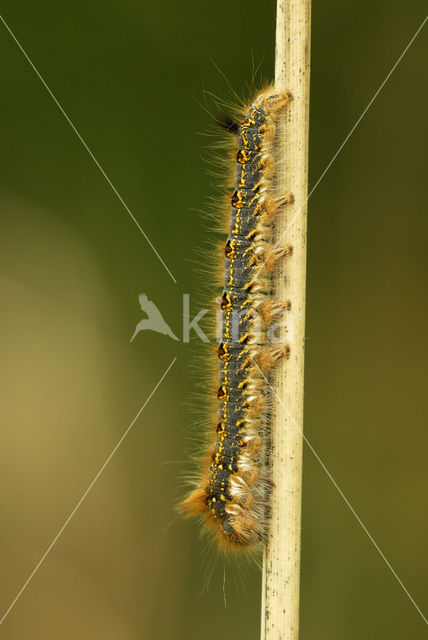 Rietvink (Euthrix potatoria)