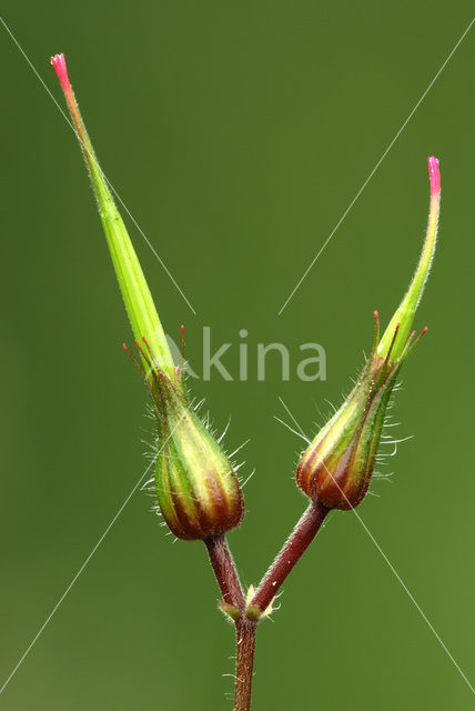 Robert geranium (Geranium robertianum)