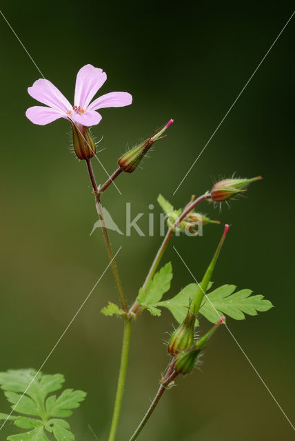 Robert geranium (Geranium robertianum)