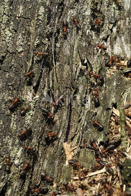 Rode bosmier (Formica sp.)