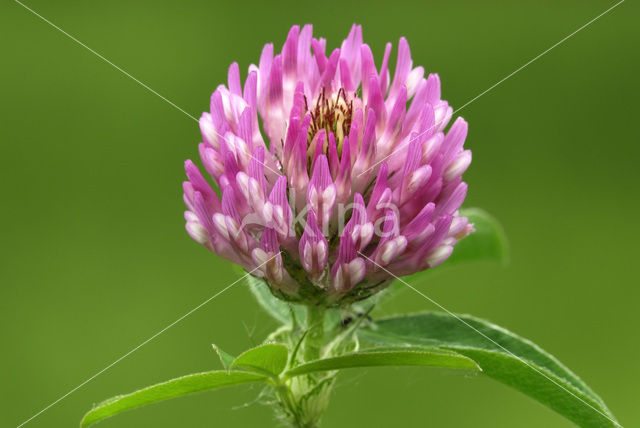 Rode klaver (Trifolium pratense)