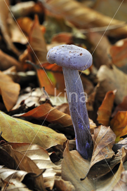 Amethyst Deceiver (Laccaria amethystina)