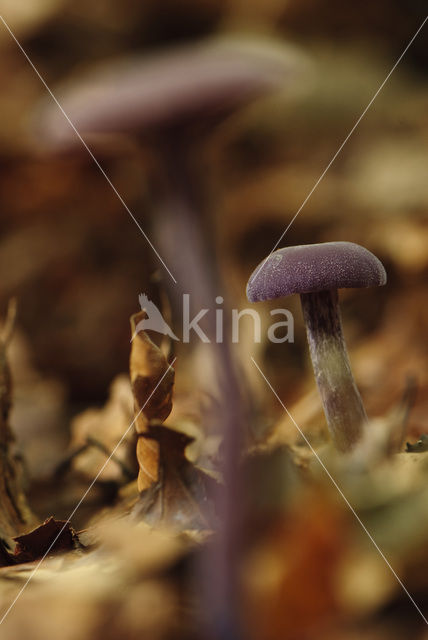 Amethyst Deceiver (Laccaria amethystina)