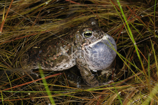 Rugstreeppad (Bufo calamita)