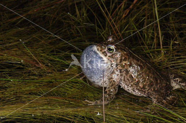 Rugstreeppad (Bufo calamita)