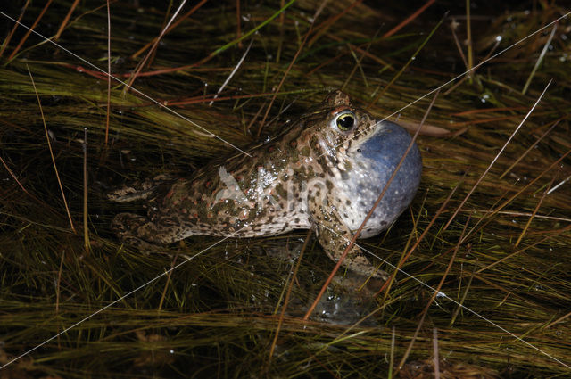 Rugstreeppad (Bufo calamita)