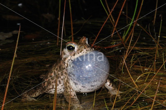 Rugstreeppad (Bufo calamita)