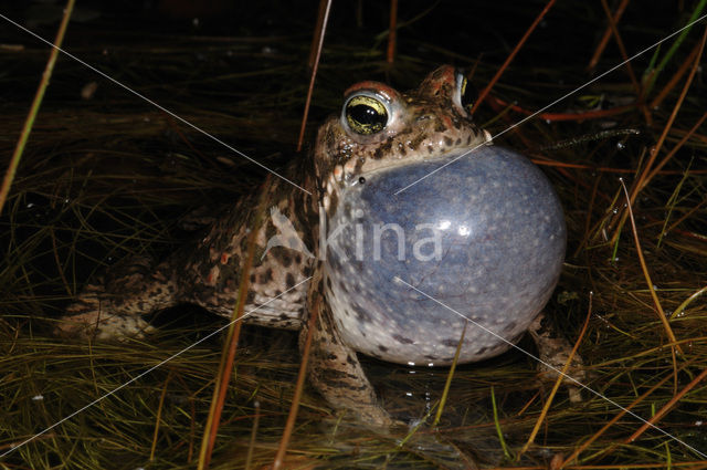 Rugstreeppad (Bufo calamita)