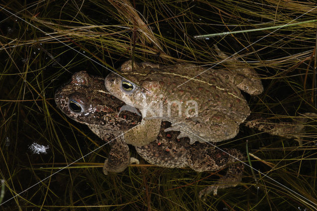 Rugstreeppad (Bufo calamita)