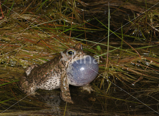 Rugstreeppad (Bufo calamita)