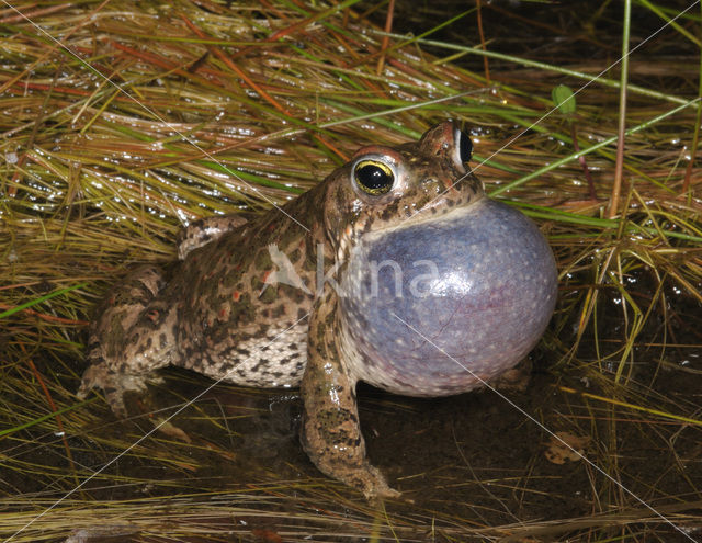 Rugstreeppad (Bufo calamita)