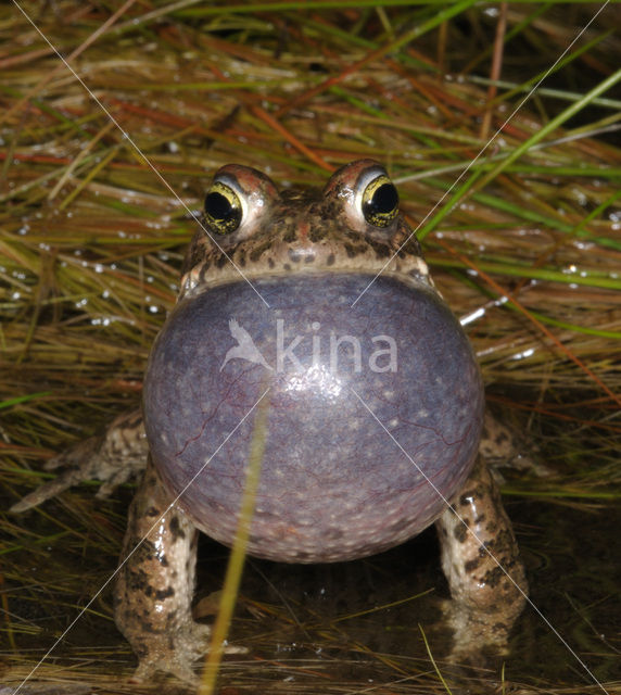 Rugstreeppad (Bufo calamita)