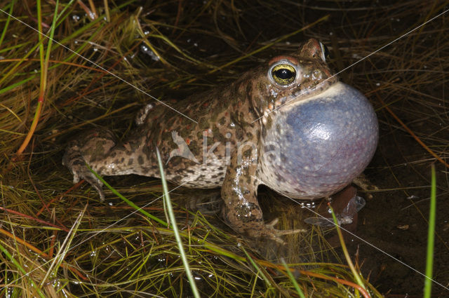 Rugstreeppad (Bufo calamita)