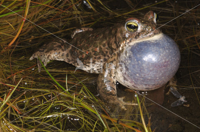 Rugstreeppad (Bufo calamita)