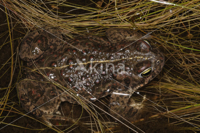 Rugstreeppad (Bufo calamita)