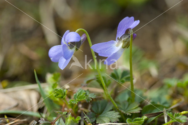 Hairy Violet (Viola hirta)