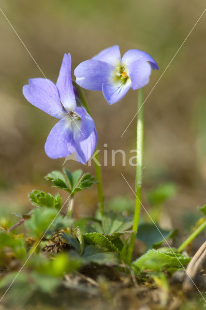 Hairy Violet (Viola hirta)