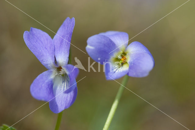 Ruig viooltje (Viola hirta)