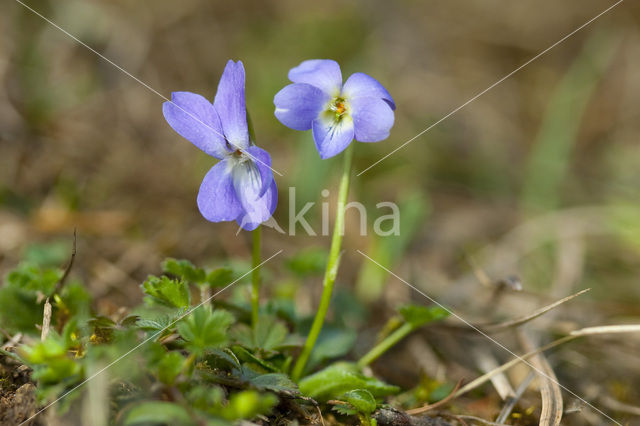 Hairy Violet (Viola hirta)