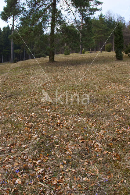 Ruig viooltje (Viola hirta)