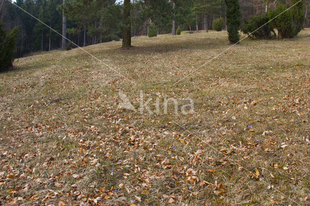 Ruig viooltje (Viola hirta)