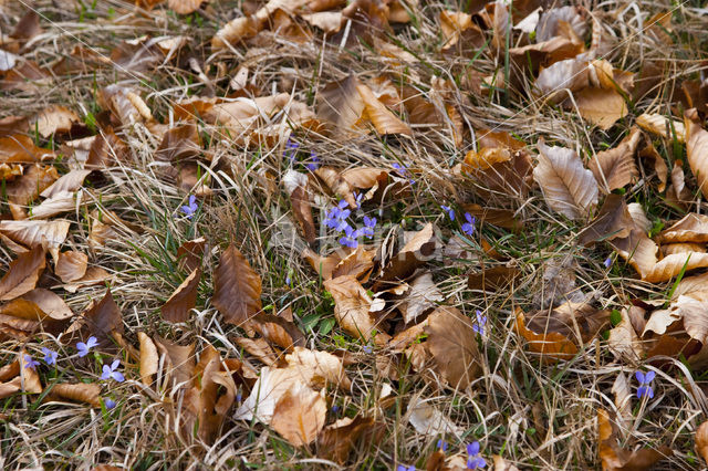 Ruig viooltje (Viola hirta)