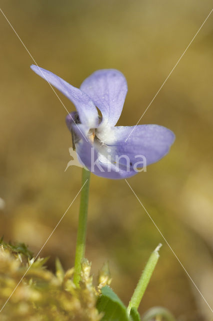 Ruig viooltje (Viola hirta)