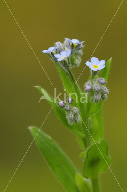 Early Forget-me-not (Myosotis ramosissima)