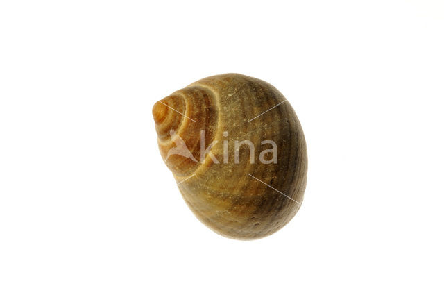 Ruwe alikruik (Littorina saxatilis)