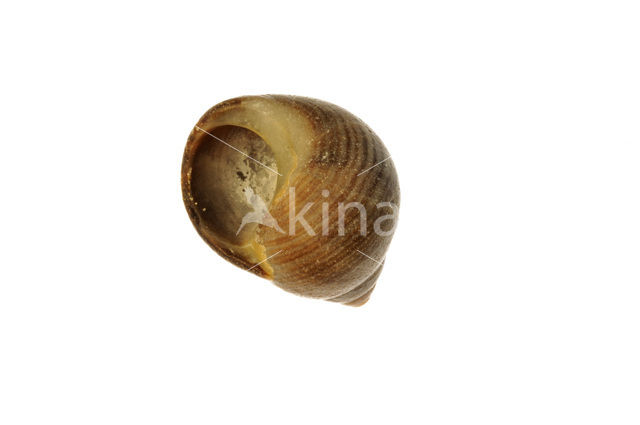 Ruwe alikruik (Littorina saxatilis)