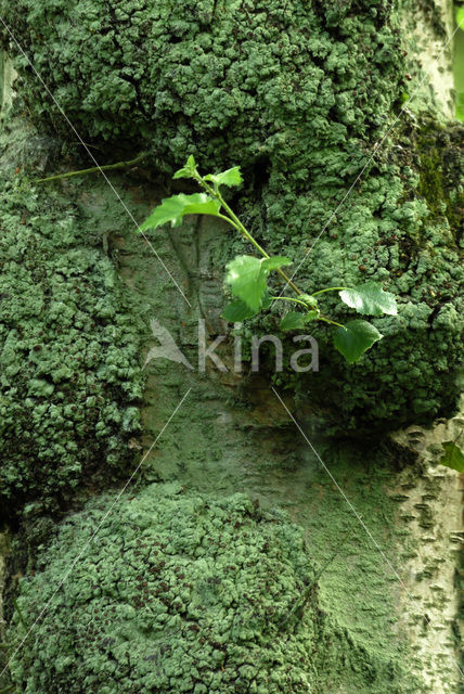 Ruwe berk (Betula pendula)