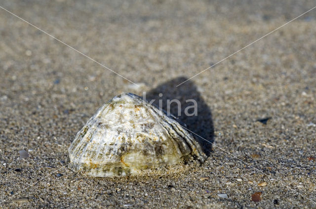 Limpet (Patella spec.)