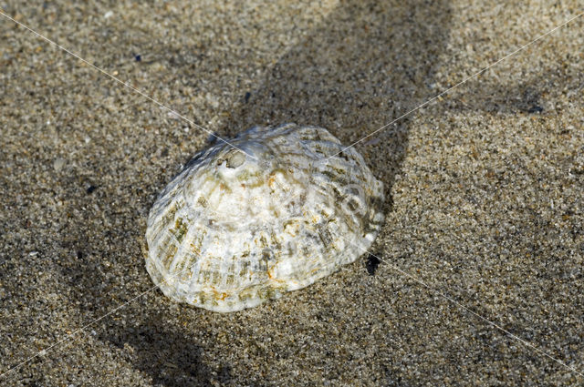 Limpet (Patella spec.)