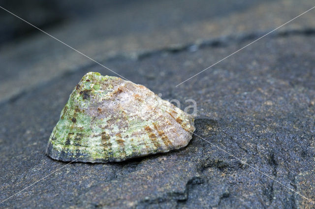 Limpet (Patella spec.)