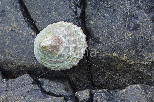 Limpet (Patella spec.)