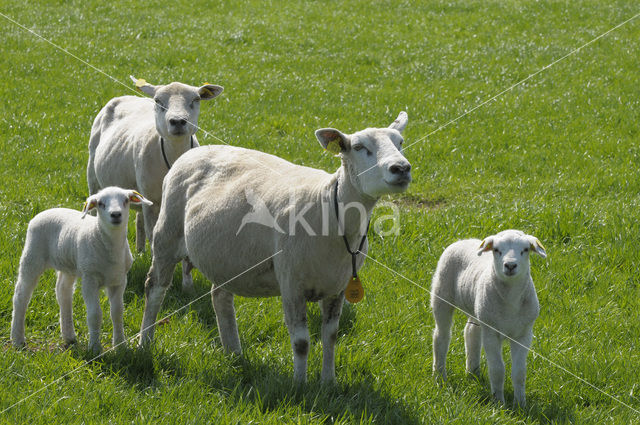 Schaap (Ovis domesticus)