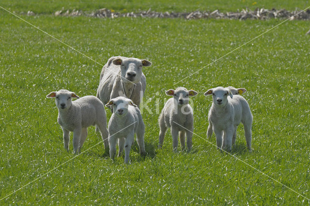 Sheep (Ovis domesticus)