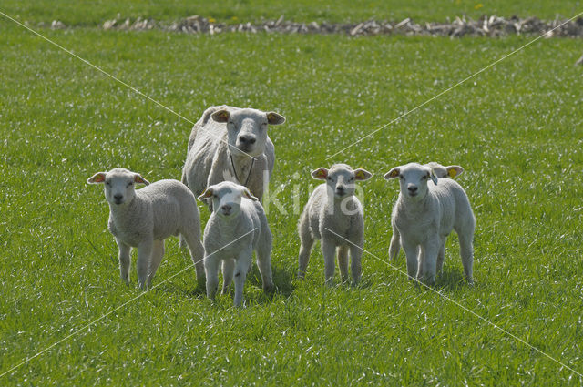 Schaap (Ovis domesticus)