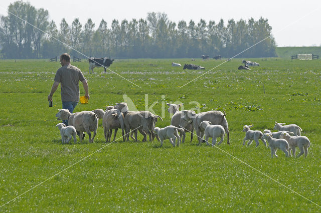 Sheep (Ovis domesticus)