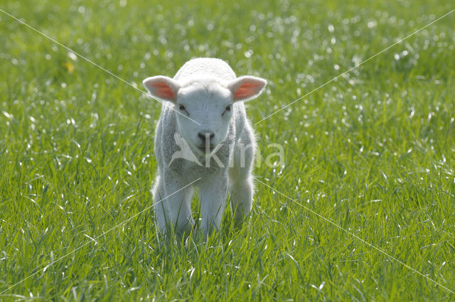 Sheep (Ovis domesticus)