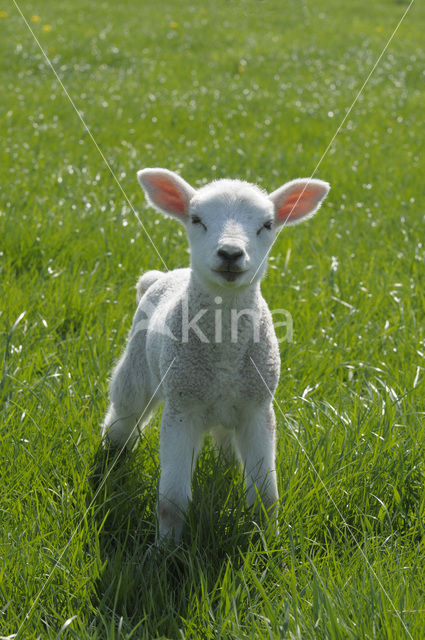 Sheep (Ovis domesticus)