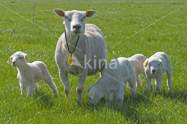 Schaap (Ovis domesticus)