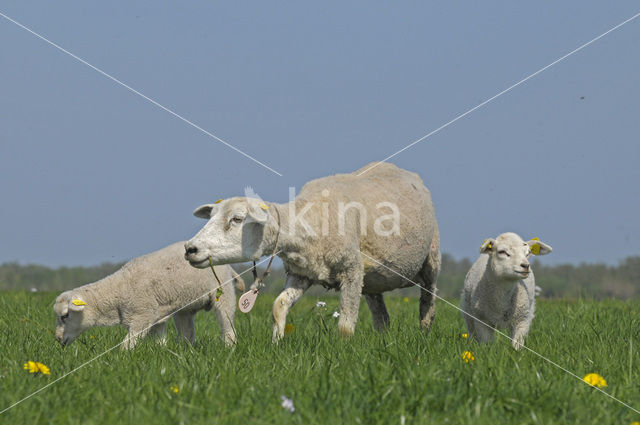Sheep (Ovis domesticus)